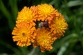 Hieracium aurantiacum; orange hawkweed near Davos Royalty Free Stock Photo