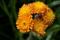 Hieracium aurantiacum; orange hawkweed near Davos Royalty Free Stock Photo