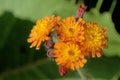 Hieracium aurantiacum; orange hawkweed near Davos Royalty Free Stock Photo