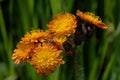 Hieracium aurantiacum; orange hawkweed near Davos Royalty Free Stock Photo