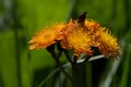 Hieracium aurantiacum; orange hawkweed near Davos Royalty Free Stock Photo