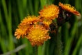 Hieracium aurantiacum; orange hawkweed near Davos Royalty Free Stock Photo