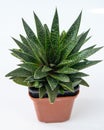 Haworthia Aloe Flow plant succulent in pot. Green little flower on white background. Royalty Free Stock Photo