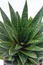 Haworthia Aloe Flow plant succulent in pot. Green little flower on white background. Royalty Free Stock Photo