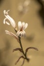 Haworthia attenuata, Asphodelaceae. Macro photography