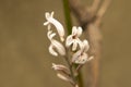 Haworthia attenuata, Asphodelaceae. Macro photography