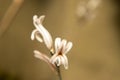 Haworthia attenuata, Asphodelaceae. Macro photography