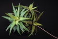 Haworthia attenuata on dark background.