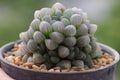 Haworthia cooperi