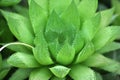 Haworthia cooperi