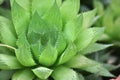 Haworthia cooperi