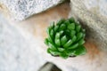 Haworthia Cooperi on the rock Royalty Free Stock Photo