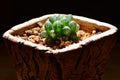 Haworthia cooperi truncata, tiny desert plant