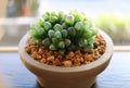 Haworthia Cooperi Var. Obtusa, the succulent plants with lovely round tipped translucent leaves by the window