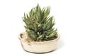 Haworthia fasciata Royalty Free Stock Photo