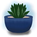 Haworthia Fasciata Cactus drawing picture