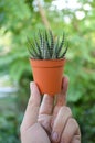 Haworthia fasciata cactus