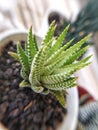 Haworthia fasciata secculent plant from Africa