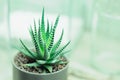 Haworthia, potted plant, succulent