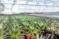 Haworthia is a large genus of small succulent plants, houseplants cultivated as decorative or ornamental flower, growing in