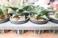 Haworthia limifolia cactus in the flowerpot