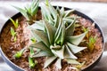 Haworthia limifolia houseplant