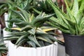 Haworthia Limifolia Hybrid Variegated