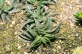 Haworthia Limifolia plant in Saint Gallen in Switzerland