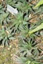 Haworthia Limifolia plant in Saint Gallen in Switzerland