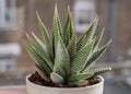 Haworthia limifolia (Spider White) with green base, and a unique pattern of white in ceramic pot