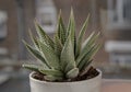 Haworthia limifolia (Spider White) with green base, and a unique pattern of white in ceramic pot