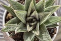 Haworthia limifolia (Spider White) with green base, and a unique pattern of white