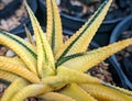 Haworthia limifolia Variegated plant