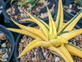 Haworthia limifolia Variegated plant