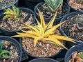 Haworthia limifolia Variegated plant