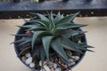 Haworthia limifolia variegated cactus plant