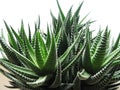 Haworthia