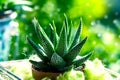 Haworthia Mix, cactus Royalty Free Stock Photo