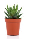 Haworthia Mix, cactus, succulent plant Royalty Free Stock Photo