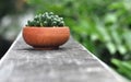 Haworthia Obtusa, Little cactus in earthenware pot