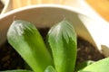 Haworthia obtusasucculent plant