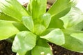 Haworthia obtusasucculent plant