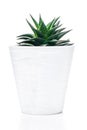 Haworthia. Ornamental green plant for home interior grown in a pot, isolated on white background