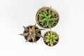 Haworthia ornamental succulents potted plants top view