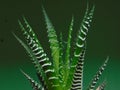 Haworthia plant shoots with cobwebs