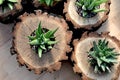 Haworthia Plants in Oak Wood Log Planters