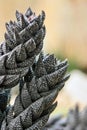 Haworthia Reinwardtii Cactus Royalty Free Stock Photo