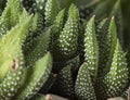 Haworthia Reinwardtii