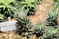 Haworthia Reinwardtii plant in Saint Gallen in Switzerland