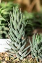 Haworthia Reinwardtii plant in Saint Gallen in Switzerland